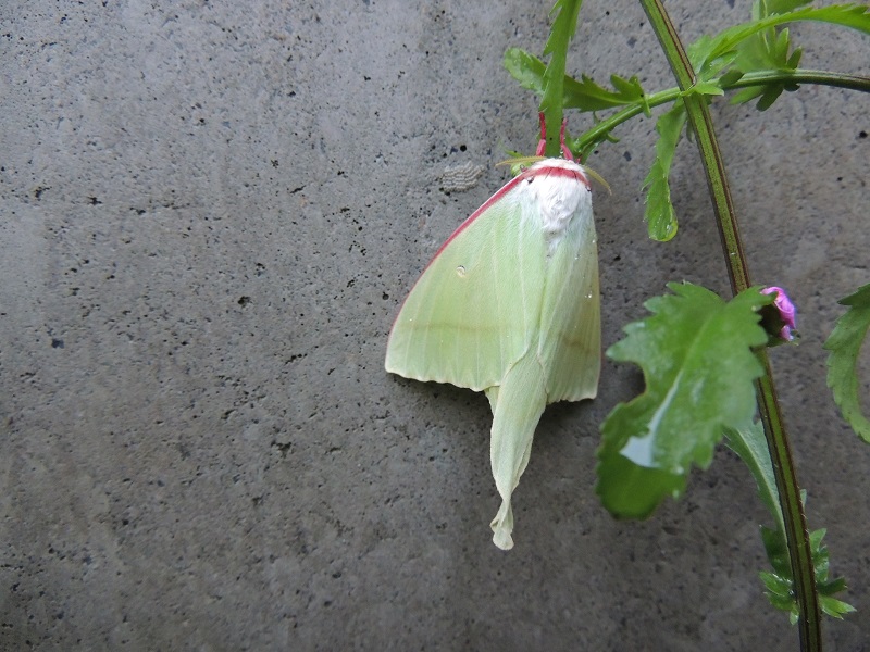 オオミズアオ羽化