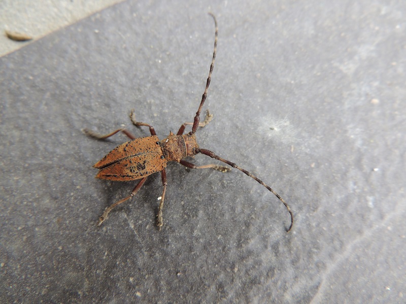 コブハヤズカミキリ