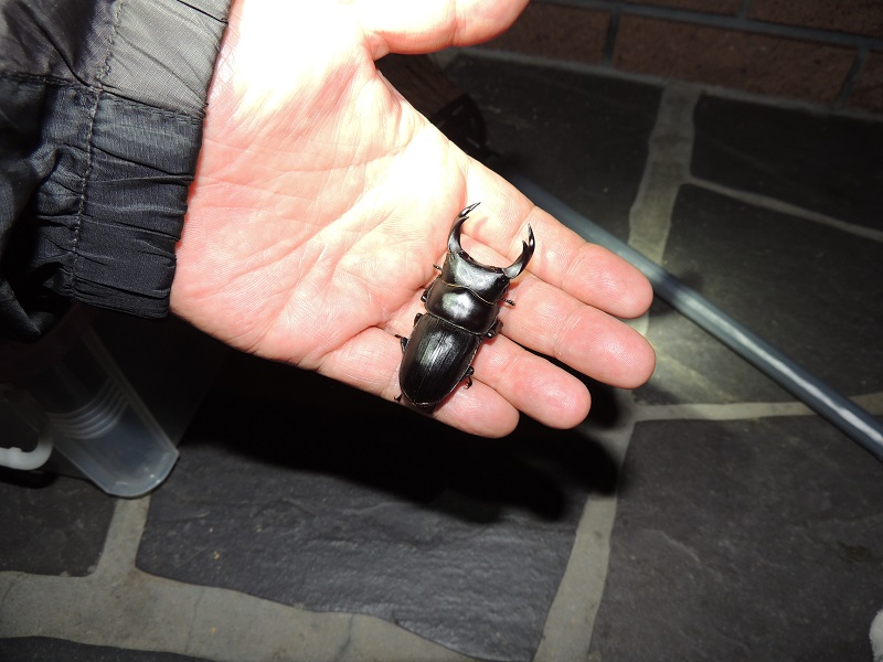 オオクワガタ♂