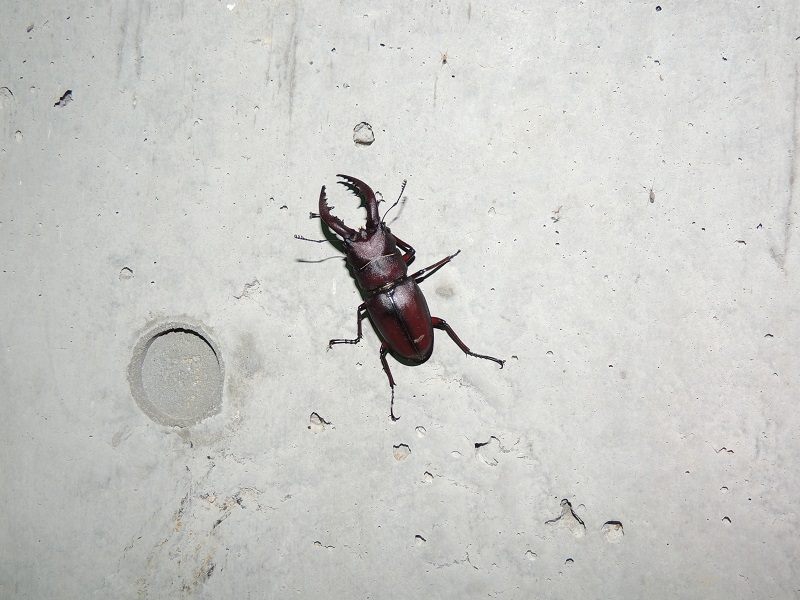 ノコギリクワガタ