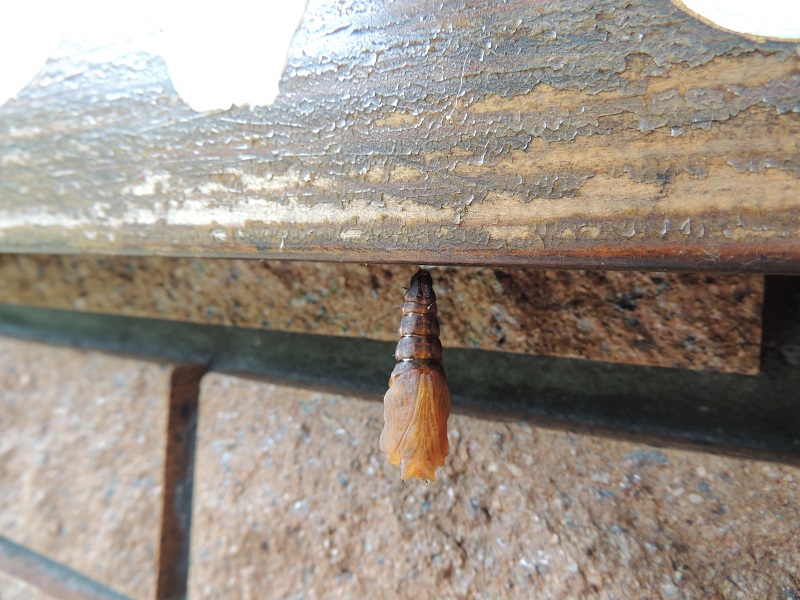 ヒョウモンチョウ蛹バックスタイル