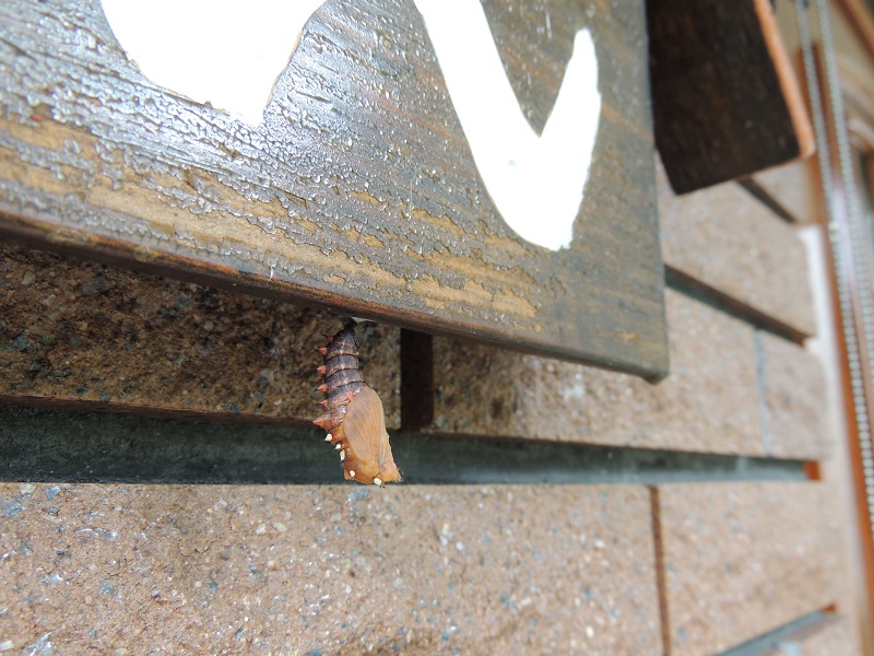 ヒョウモンチョウ蛹途中１