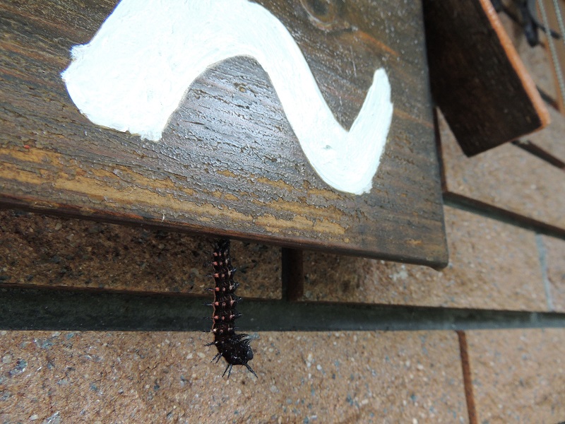 ヒョウモンチョウ幼虫