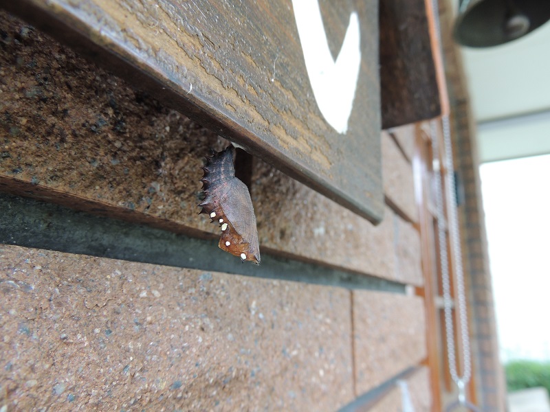 ヒョウモンチョウ蛹途中２