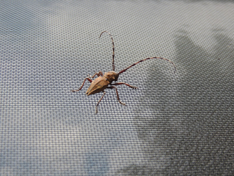 コブヤハズカミキリ