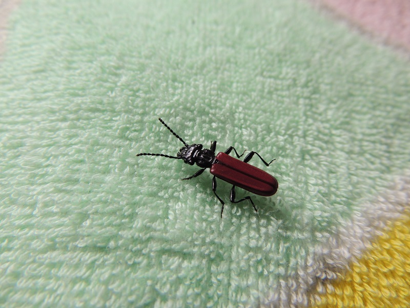 ベニヒラタムシ