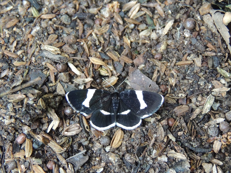黒白蝶