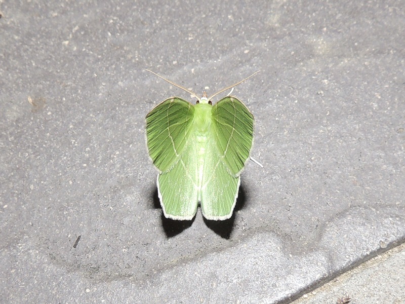 緑の蛾